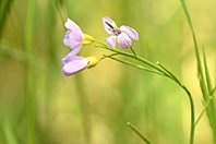 Cardamine pratensis